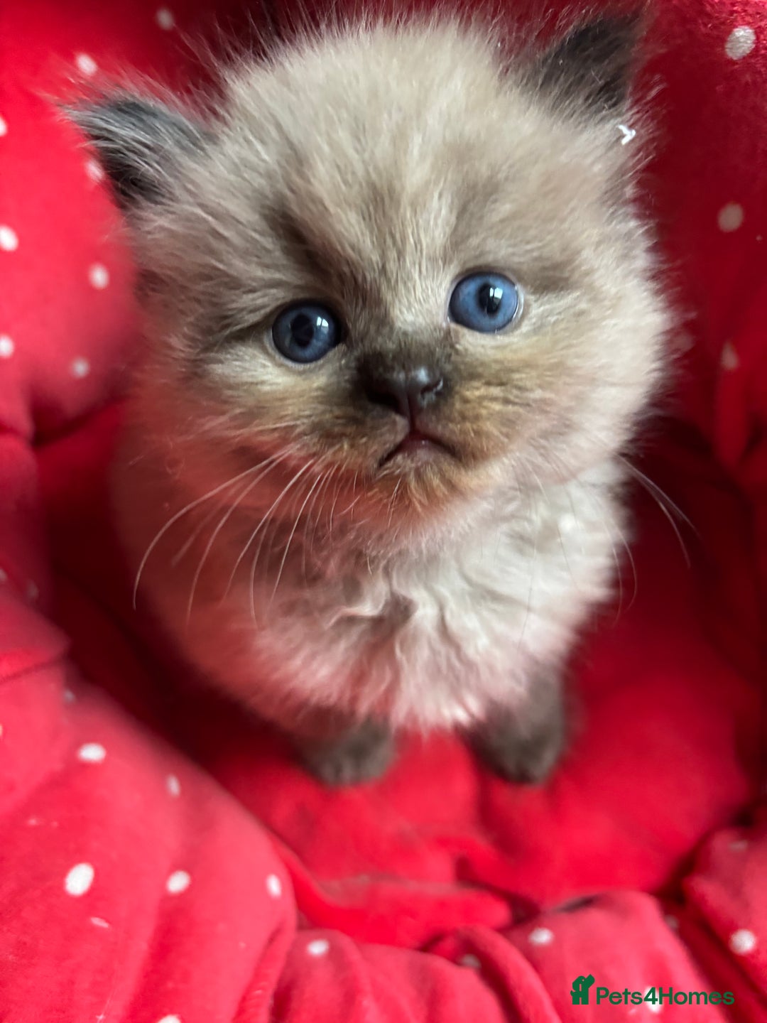 Perdoll cats for sale: Luxury Perdoll Kittens Available To Reserve  - Image 1