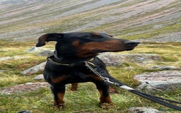 Dobermann dogs for sale: Black and Tan Doberman puppies for sale  - Advert 7