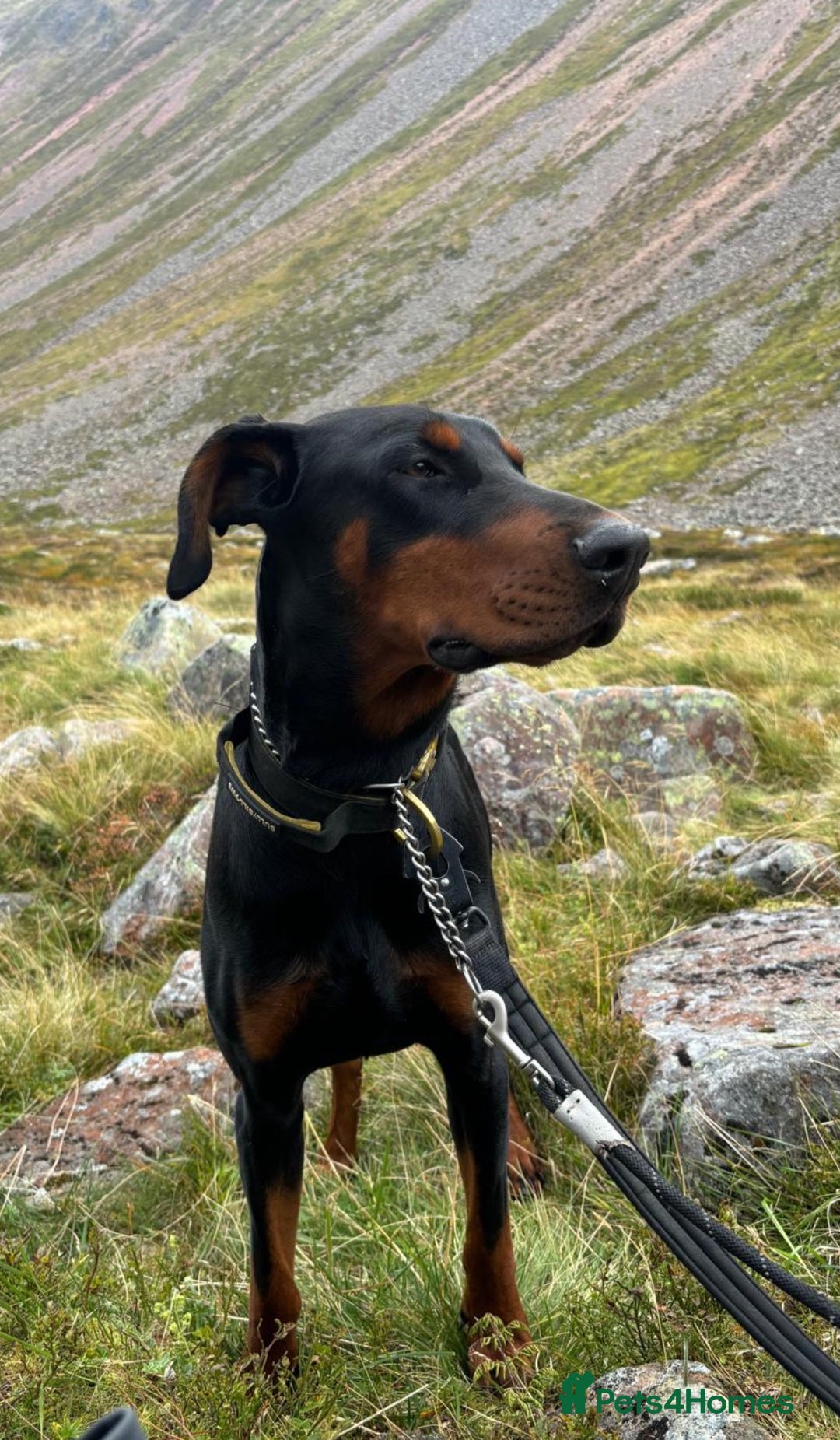 Dobermann dogs for sale: Black and Tan Doberman puppies for sale  - Advert 7