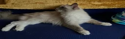 Ragdoll cats for sale: GCCF Сhampion Bloodline Ragdoll 5 GenPedigree 🏆🌟 - Advert 21