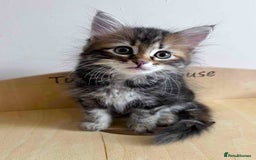 Siberian cats for sale: Beautiful purebred Siberian kittens-Hypoallergenic - Image 15