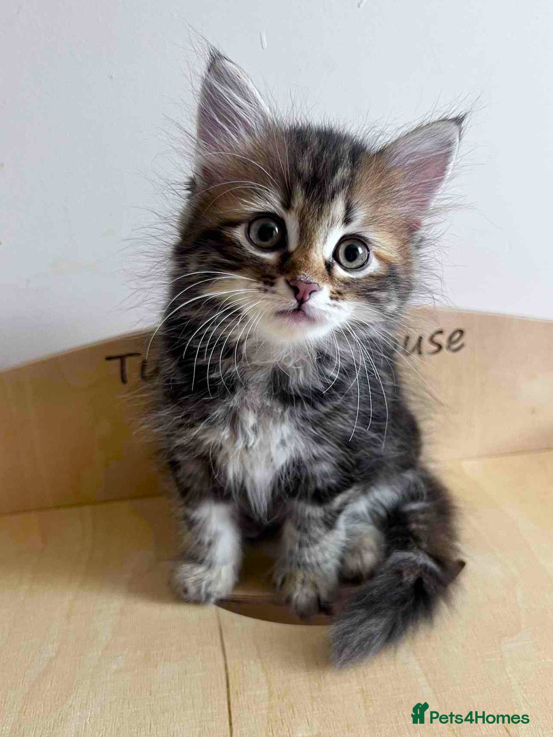 Siberian cats for sale: Beautiful purebred Siberian kittens-Hypoallergenic - Image 15