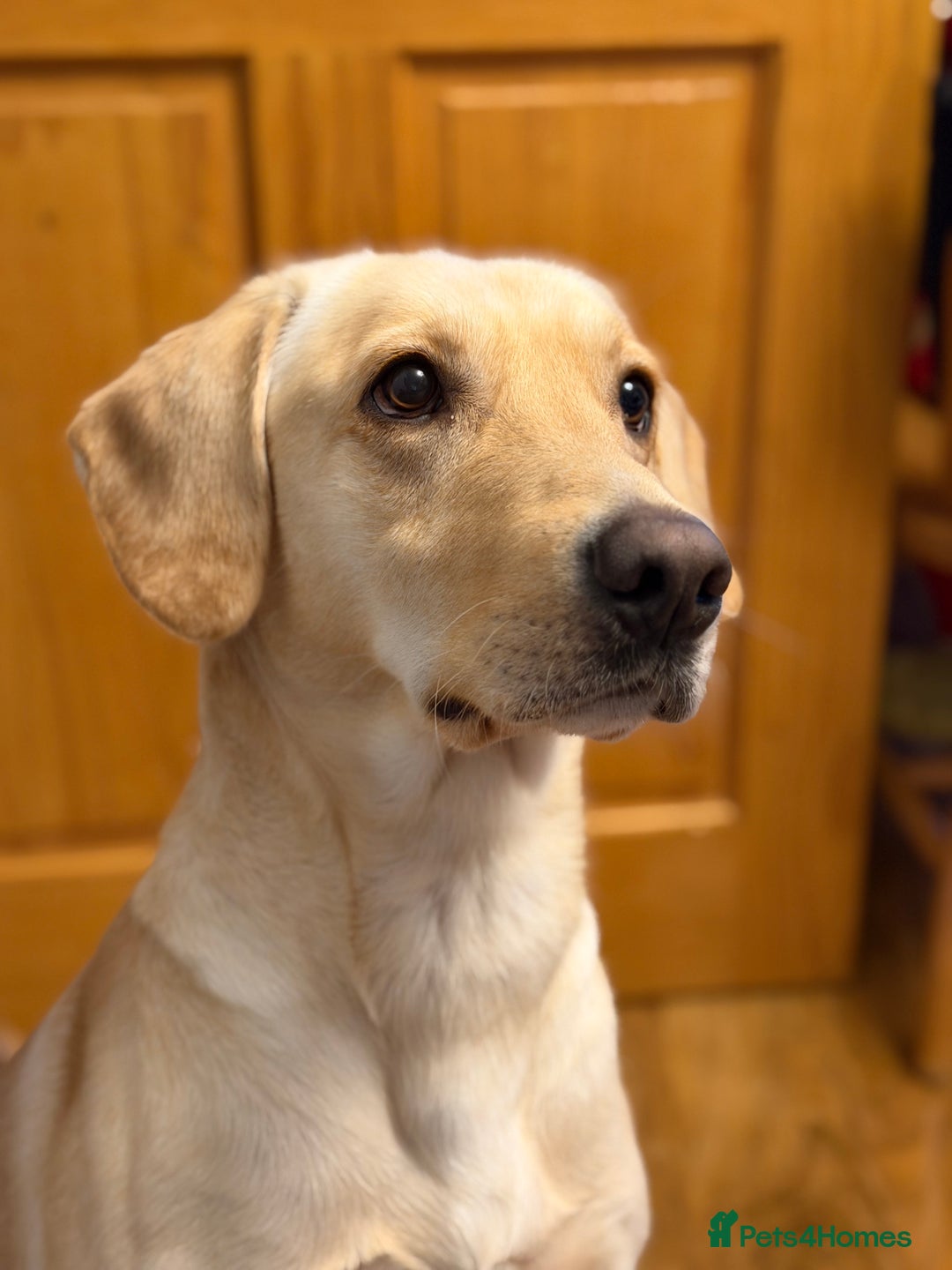 Labrador Retriever dogs for sale: 3 year old Yellow male loving friendly Labrador - Advert 4