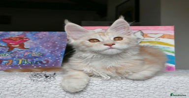 Maine Coon cats - Advert 11