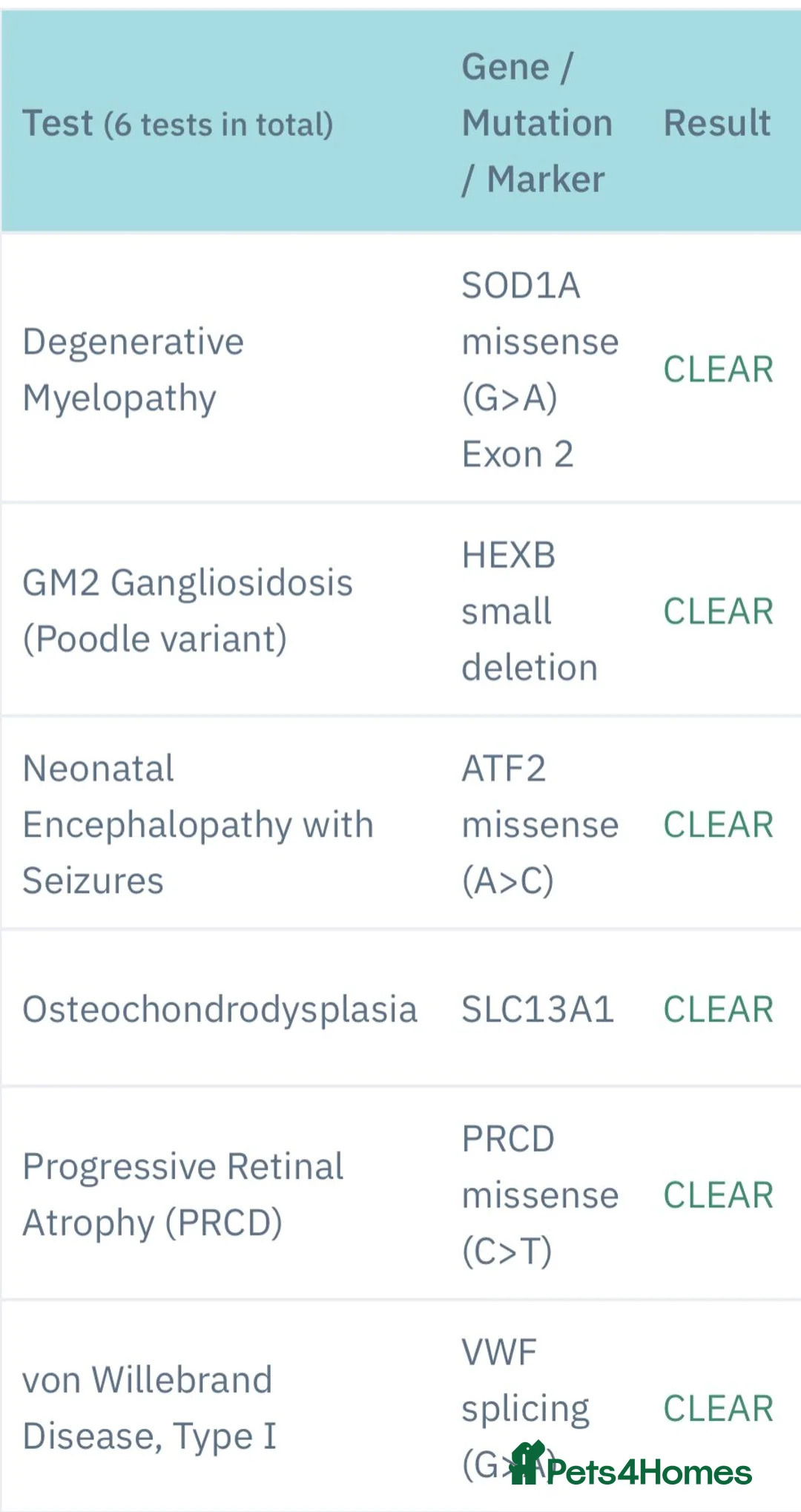 Toy Poodle dogs for stud:  **  Deep Mahogany Red Asian poodle Stud in Romford - Advert 14