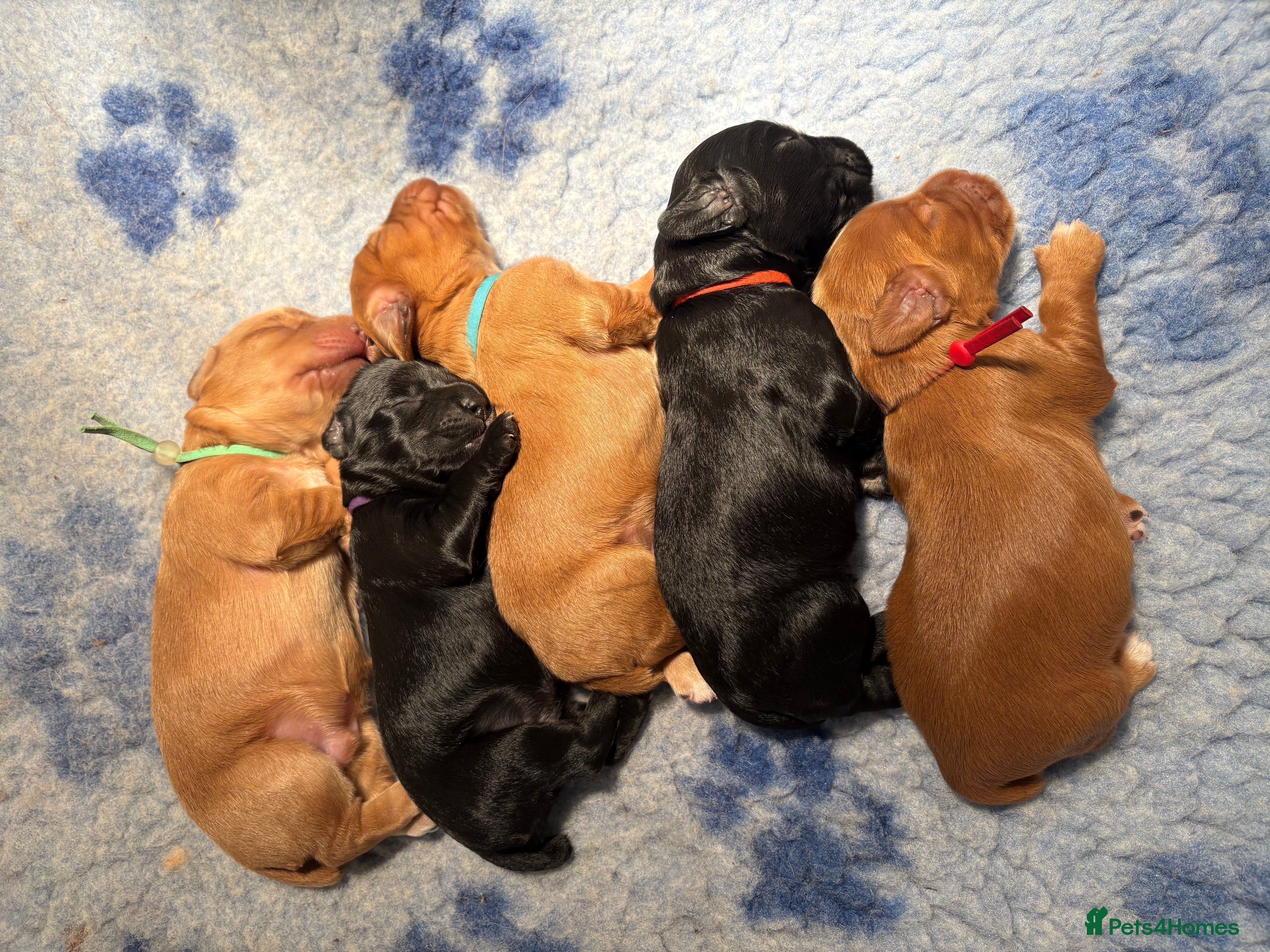 Cocker Spaniel dogs KC registered working cockers - Advert 1