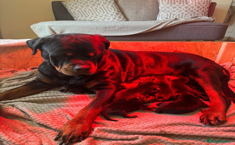 Rottweiler dogs - Advert 15