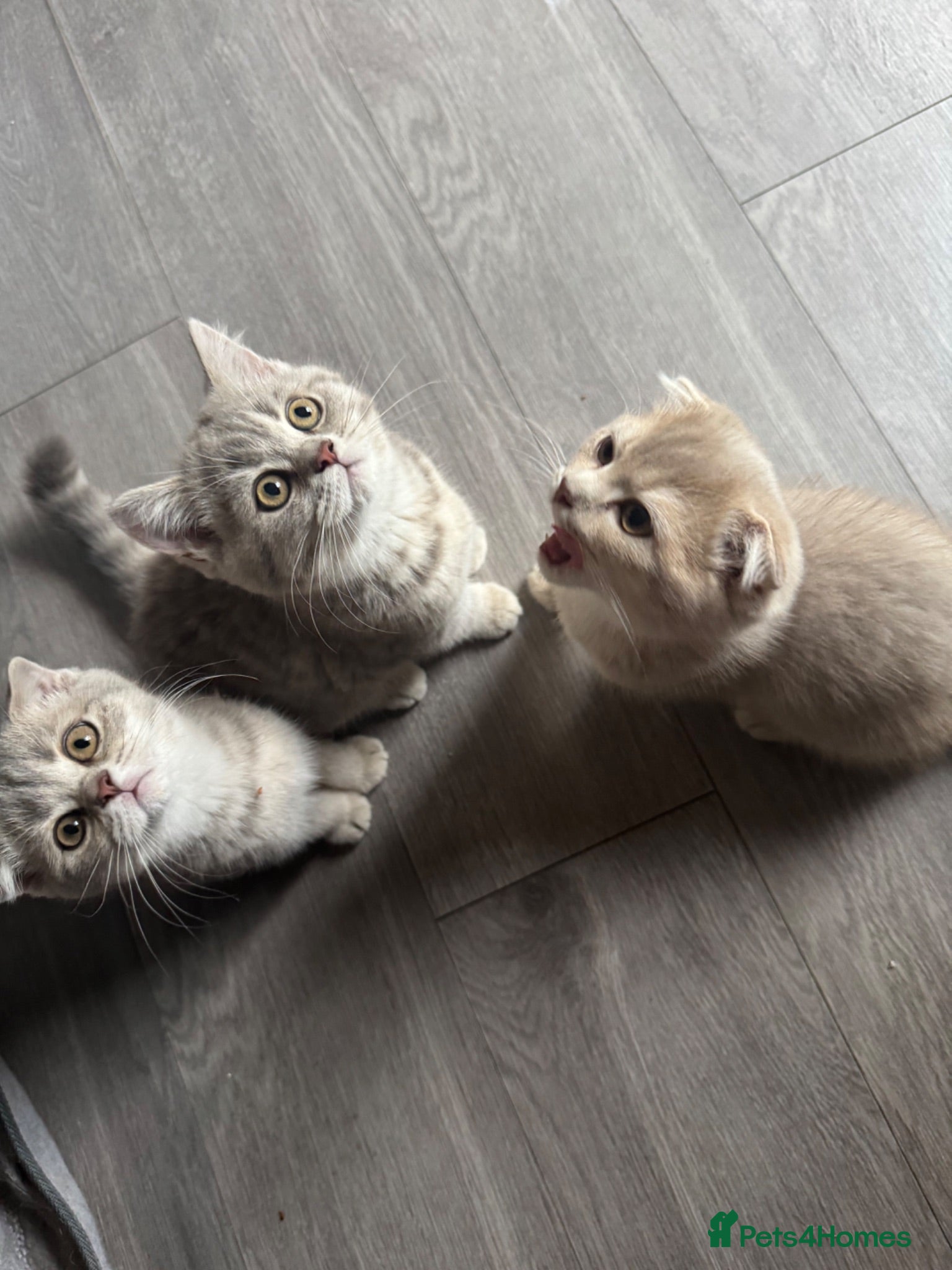 Scottish Fold cats Full pedigree Scottish fold kittens - Advert 2