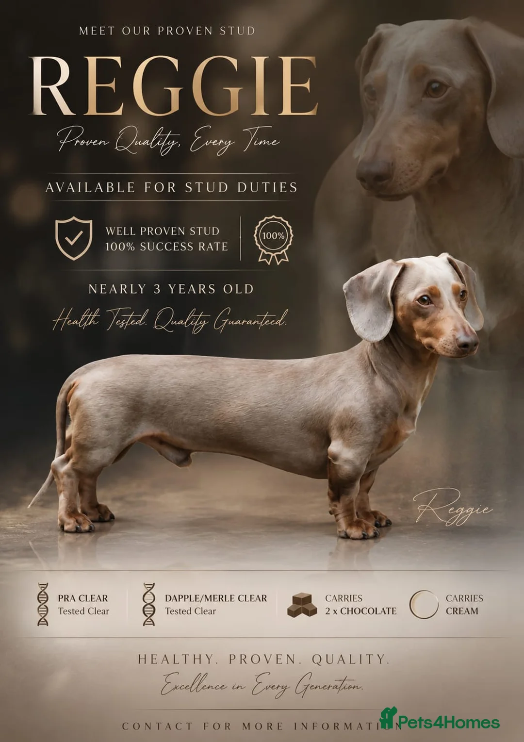 Miniature Dachshund dogs for sale: Stunning KC Miniature Dachshund Last 3 - Advert 2