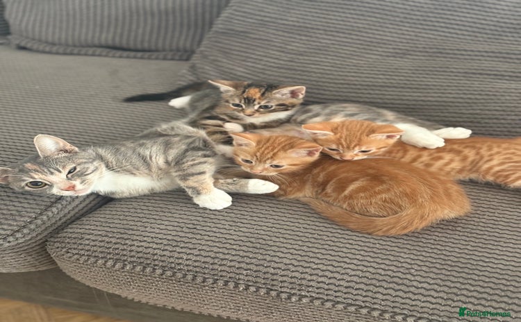 Domestic Shorthair cats - Advert 5