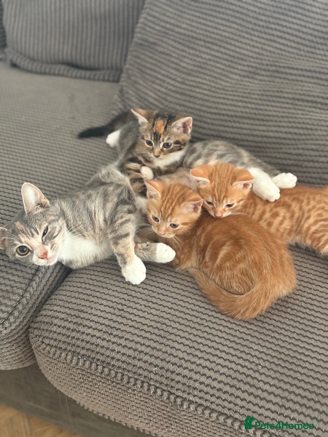 Domestic Shorthair cats for sale: Two beautiful domestic shorthair kittens - Image 1