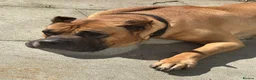 Presa Canario dogs for stud: Gorgeous pressa 10/10  in Liverpool - Advert 5