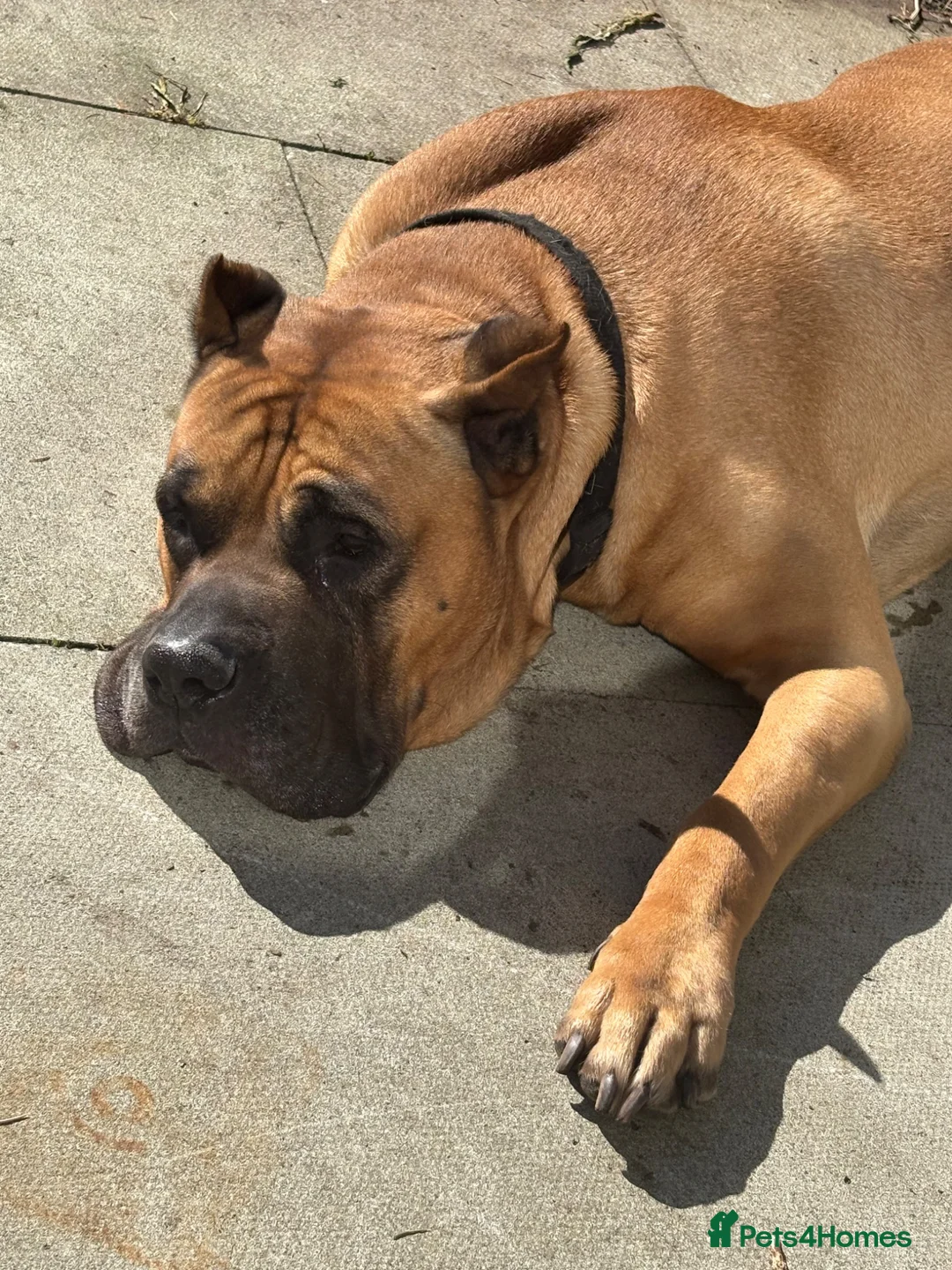 Presa Canario dogs for stud: Gorgeous pressa 10/10  in Liverpool - Advert 5