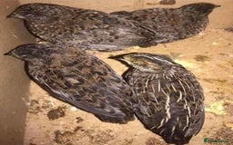 Quail poultry for sale: QUAILS EGGS/CHINESE PAINTED BUTTONS ! - Image 32