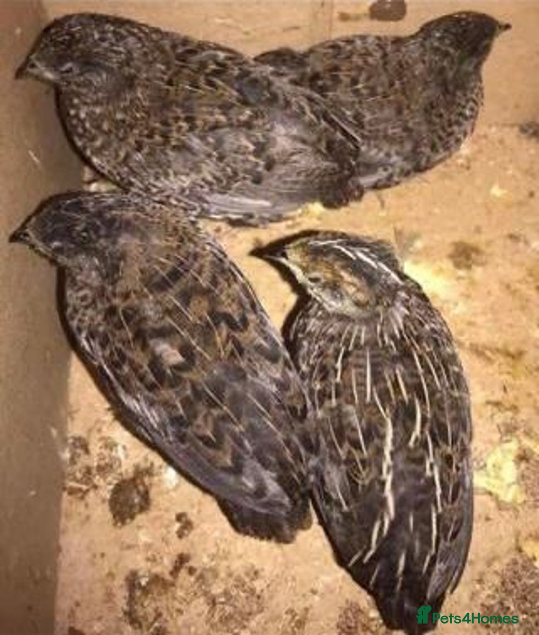 Quail poultry for sale: QUAILS EGGS/CHINESE PAINTED BUTTONS ! - Image 32