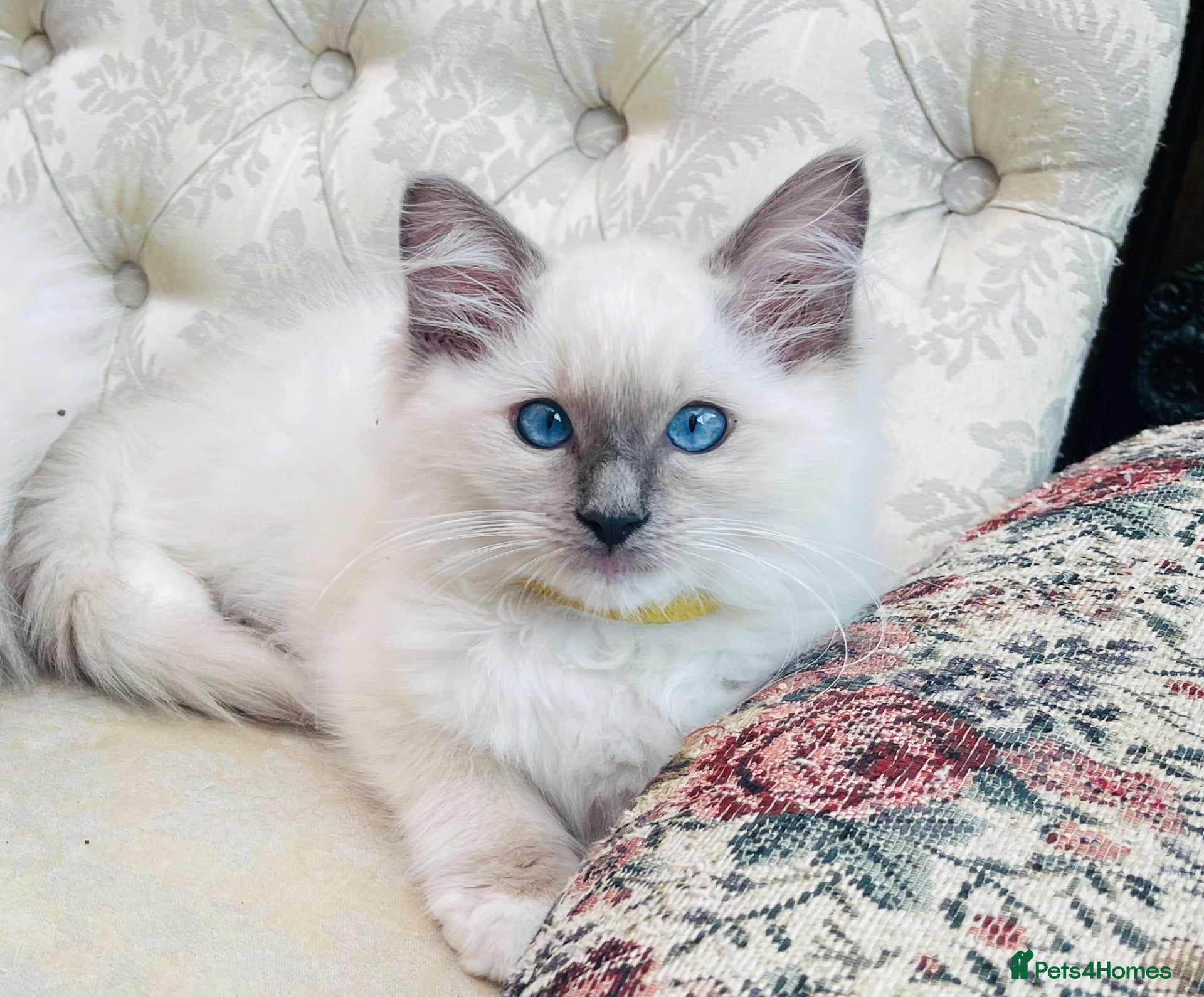 Ragdoll cats Ragdoll kittens  - Advert 1