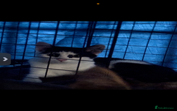 Domestic Shorthair cats for sale: Stable rescue kittens x - Image 2