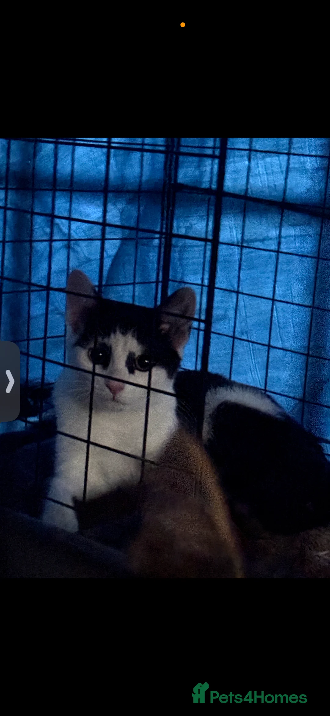 Domestic Shorthair cats for sale: Stable rescue kittens x - Advert 2