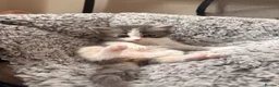 Ragdoll cats for sale: Ragdoll Hybrids (Norwegian Forest 25%) - Advert 30