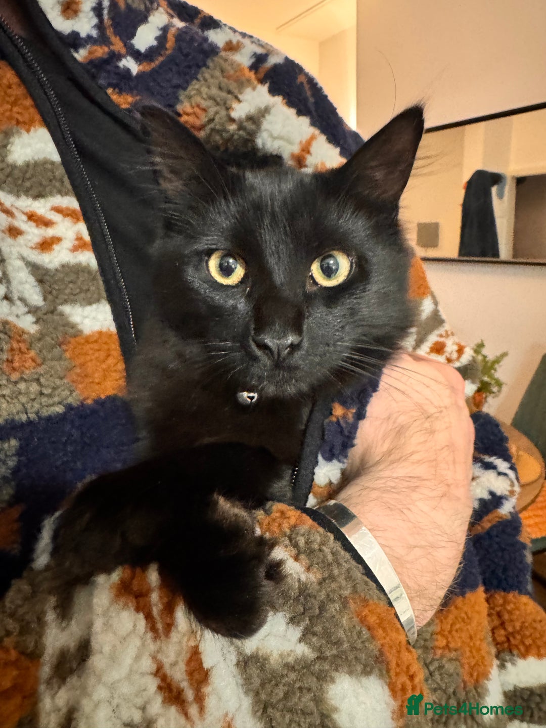 Mixed Breed cats for sale: 7 month old brother & sister looking for new home - Advert 18