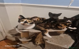 Mixed Breed cats for sale: URGENT FOREVER HOME NEEDED ASAP - Image 6