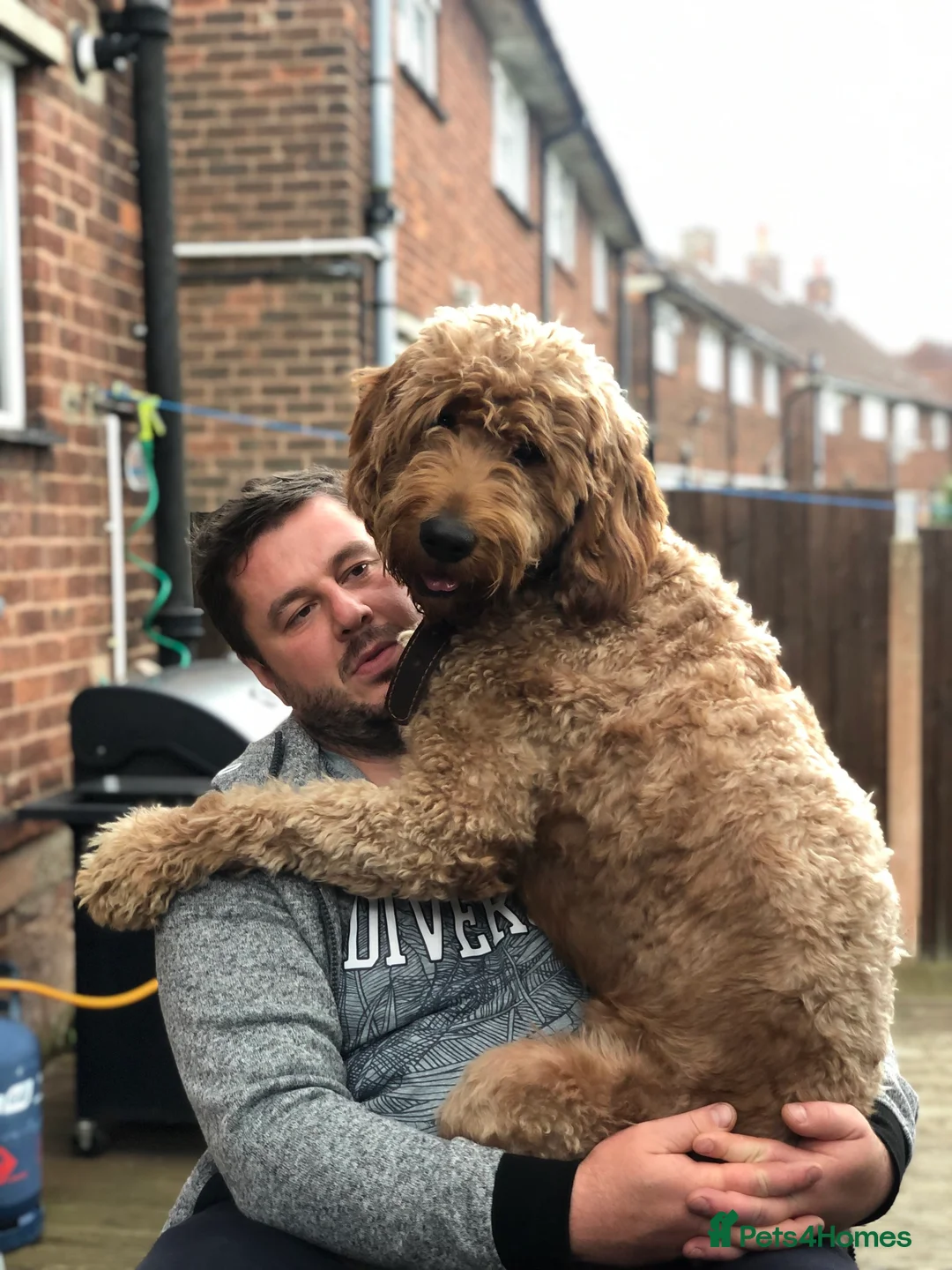 Goldendoodle dogs for stud: Gorgeous F1 Goldendoodle for Stud in Derby - Advert 7