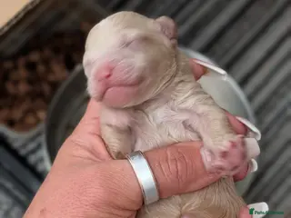 Miniature Poodle dogs Miniature poodles - Advert 1