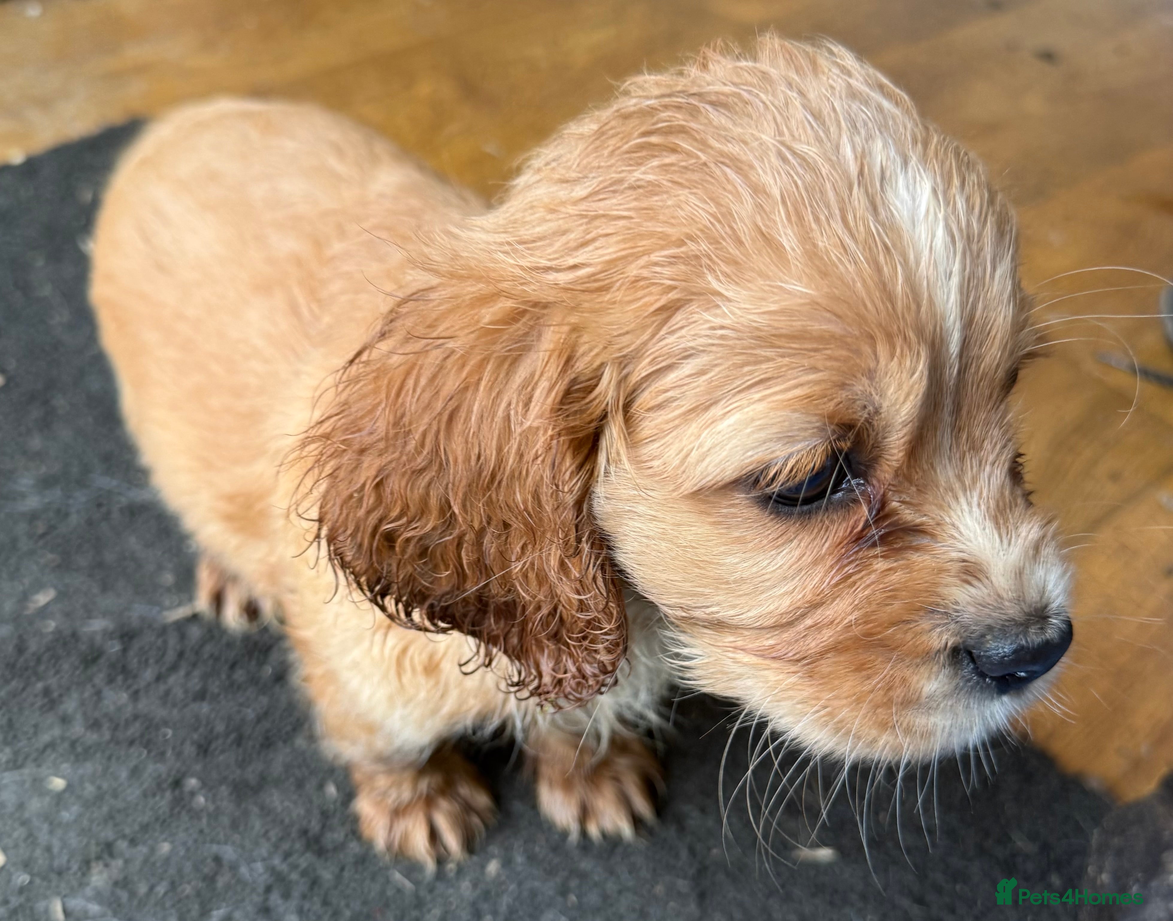 Mixed Breed dogs Cute Cavapoo puppy’s apricot and black  - Advert 6