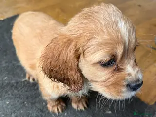 Mixed Breed dogs Cute Cavapoo puppy’s apricot and black - Advert 8