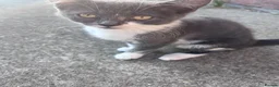 Mixed Breed cats for sale: Mixed British short hair - Advert 6