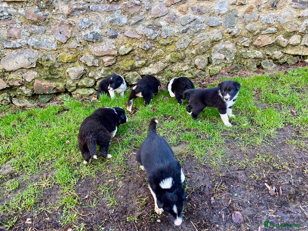 Border Collie dogs for sale: Lovely Border Collie puppies - Advert 3