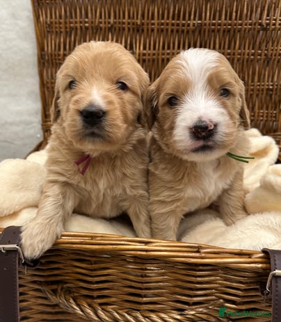 Double Doodle dogs - Advert 2