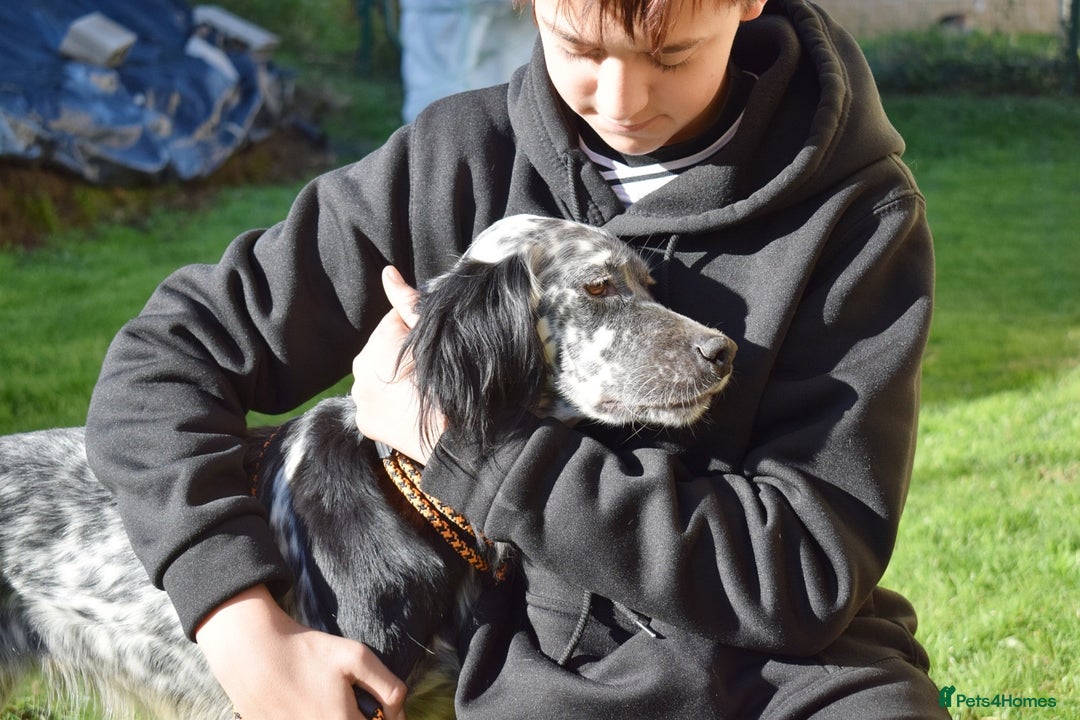 English Setter dogs for adoption: Beltz - Advert 4