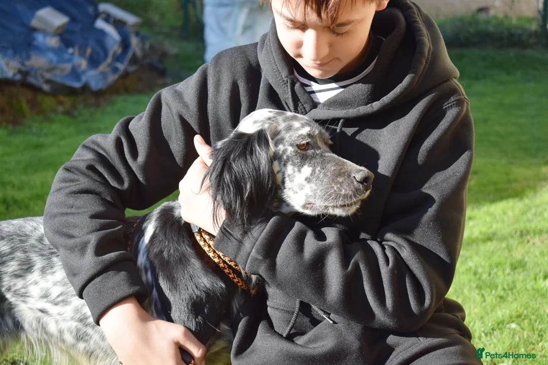 English Setter dogs for adoption: Beltz - Advert 4