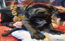 Mixed Breed dogs for sale: Ready to leave 3 Girls Left Shar-Pei x Chow pups  - Image 28