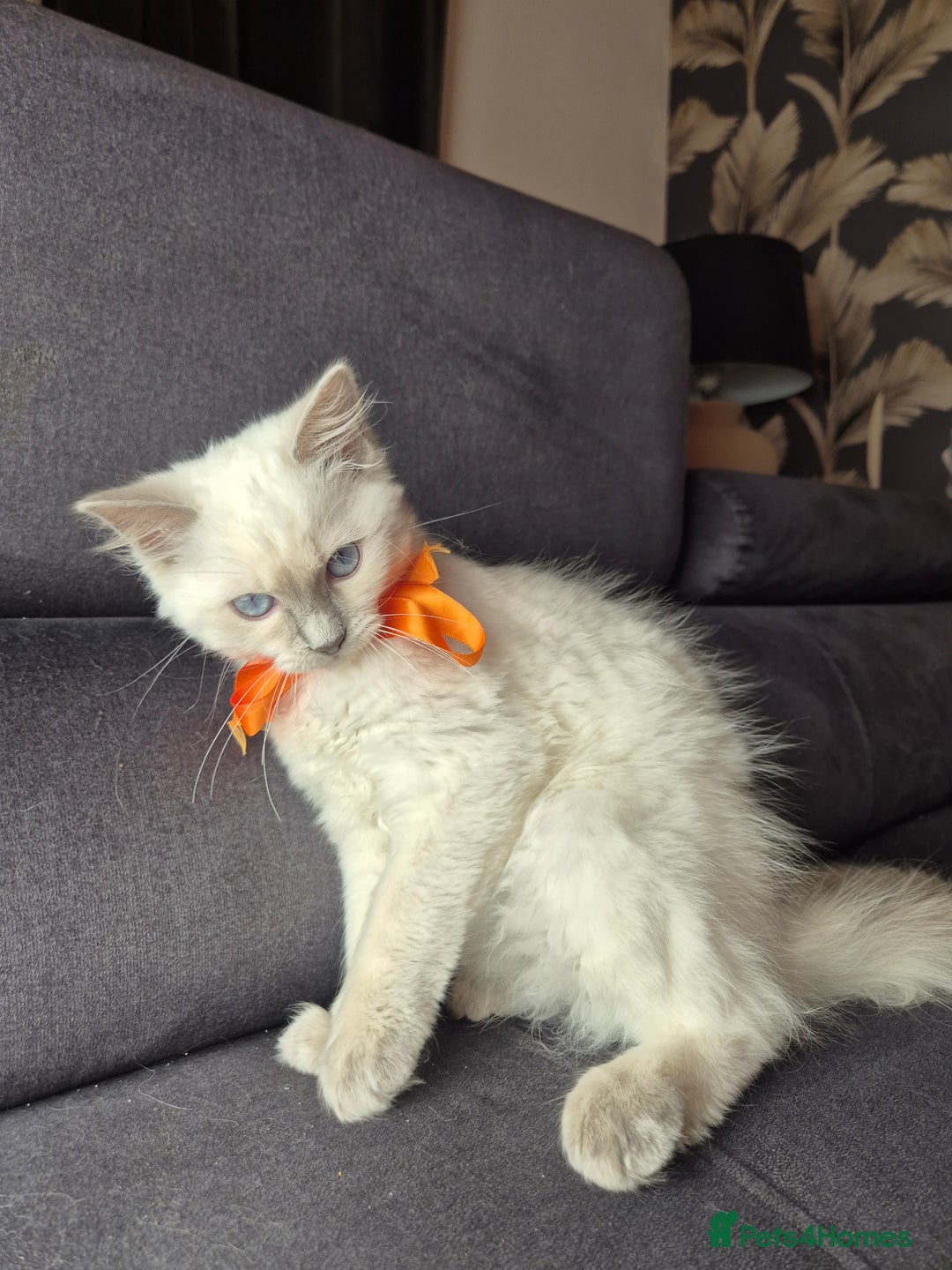 Ragdoll cats for sale: Purebred Ragdoll Kittens 13 Weeks 1 Male 3 Females - Advert 8