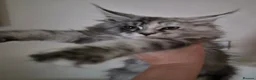 Maine Coon cats for sale: Beautiful Mainecoons  - Advert 2