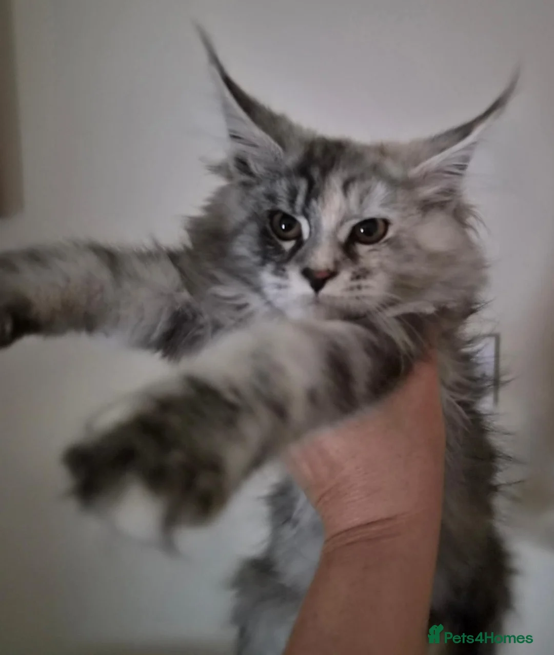 Maine Coon cats for sale: Beautiful Mainecoons  - Advert 2