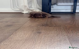 Miniature Dachshund dogs for sale: Gorgeous Miniature Daschunds  - Image 12