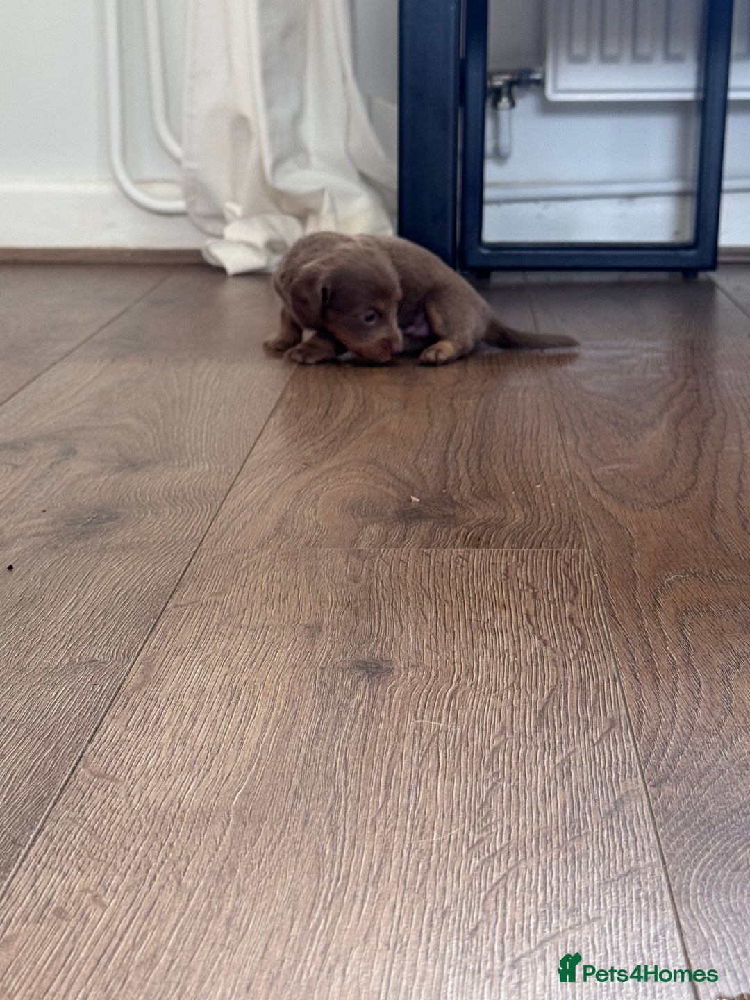 Miniature Dachshund dogs for sale: Gorgeous Miniature Daschunds  - Image 12