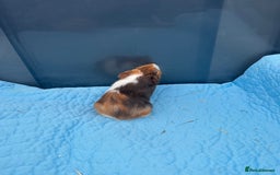 Guinea Pig rodents for sale: Baby guinea pigs  - Image 12