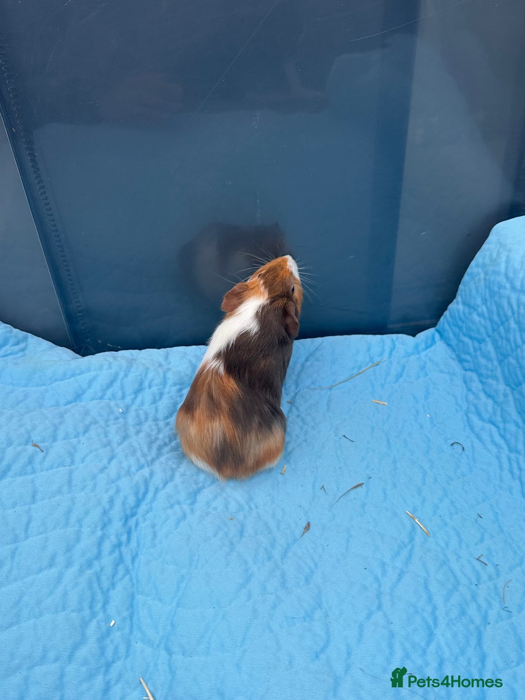 Guinea Pig rodents for sale: Baby guinea pigs  - Image 12