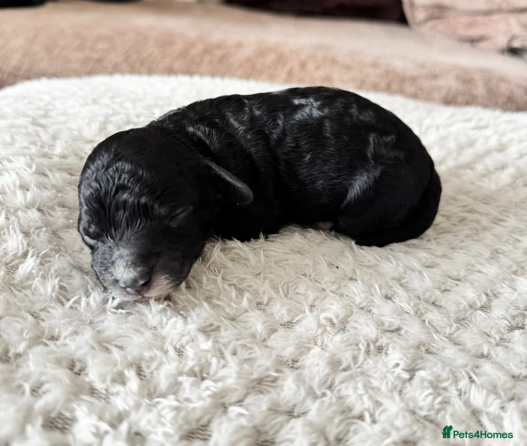 Cavapoo dogs for sale: Beautiful F1B Cavapoo Puppies  - Advert 15