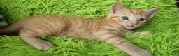 Mixed Breed cats for sale: Little best friends - Advert 13