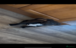 Mixed Breed dogs for sale: 11 week old Staff cross X Border collie cross - Advert 1