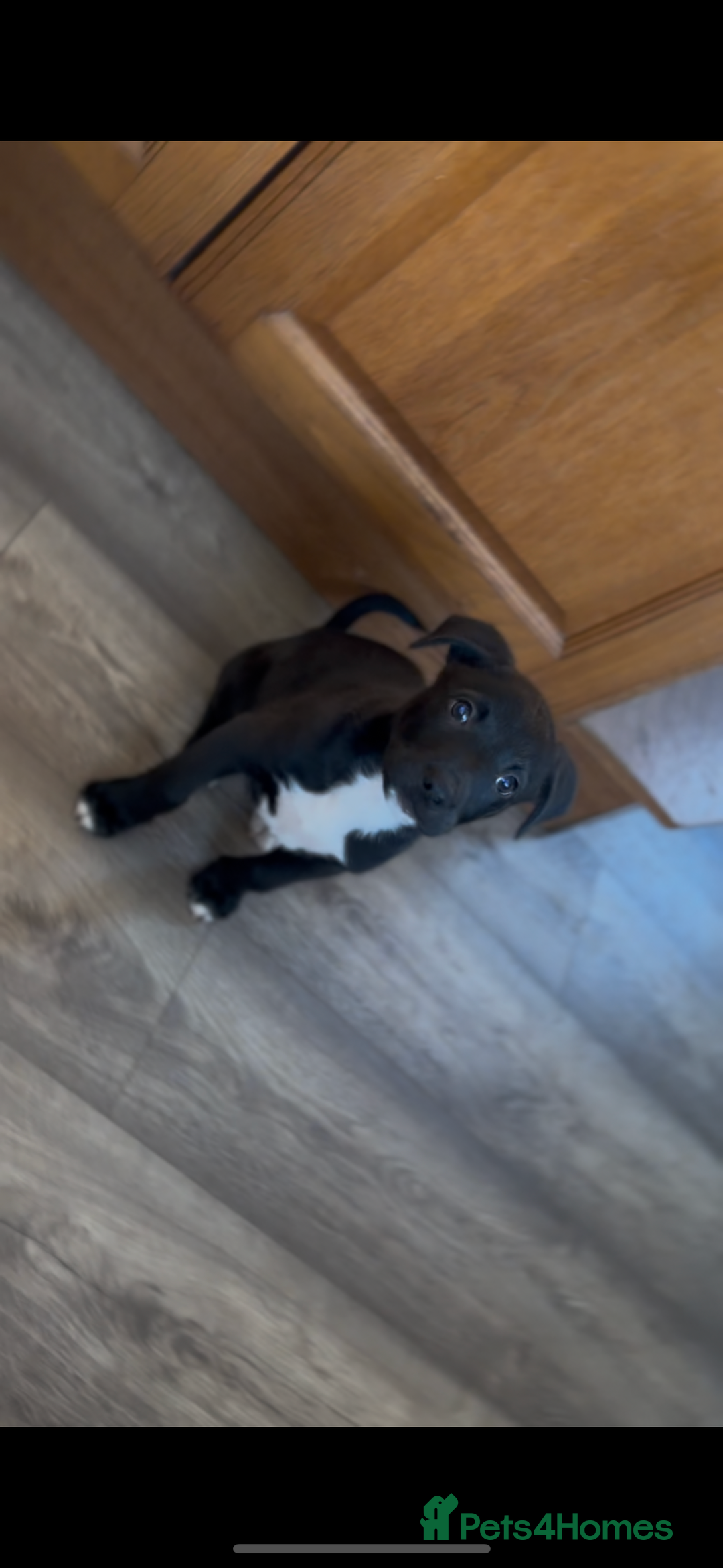 Mixed Breed dogs for sale: 11 week old Staff cross X Border collie cross - Advert 1