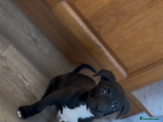 Mixed Breed dogs 11 week old Staff cross X Border collie cross - Advert 1