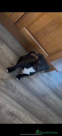 Mixed Breed dogs 11 week old Staff cross X Border collie cross - Advert 5