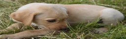 Labrador Retriever dogs for sale: Stunning Working Pedigree Labrador Puppies  - Advert 6