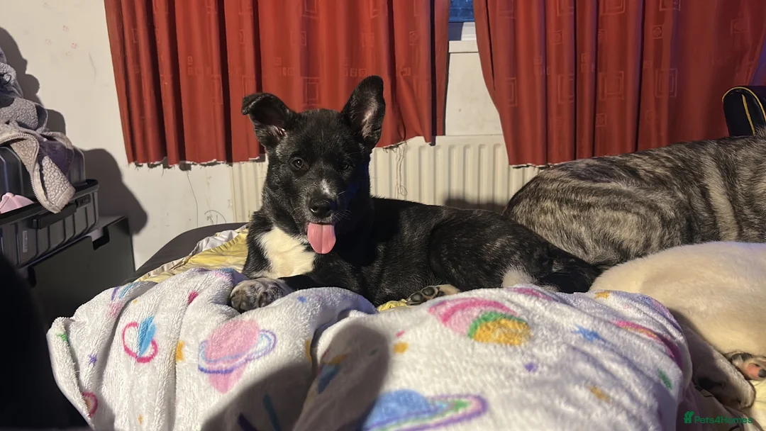 Akita dogs for sale: 14 week old American Akita for sale - Advert 2